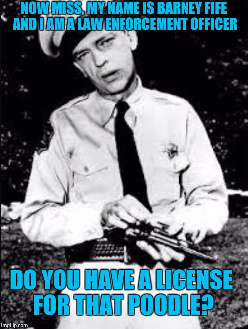 Barney fife | NOW MISS, MY NAME IS BARNEY FIFE AND I AM A LAW ENFORCEMENT OFFICER; DO YOU HAVE A LICENSE FOR THAT POODLE? | image tagged in barney fife | made w/ Imgflip meme maker
