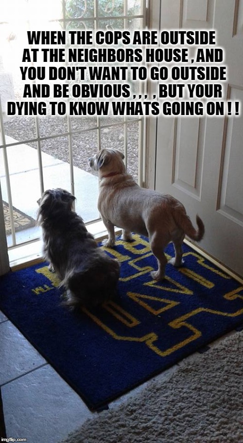 cops next door | WHEN THE COPS ARE OUTSIDE AT THE NEIGHBORS HOUSE , AND YOU DON'T WANT TO GO OUTSIDE AND BE OBVIOUS , , ,  , BUT YOUR DYING TO KNOW WHATS GOING ON ! ! | image tagged in cops,funny dogs | made w/ Imgflip meme maker