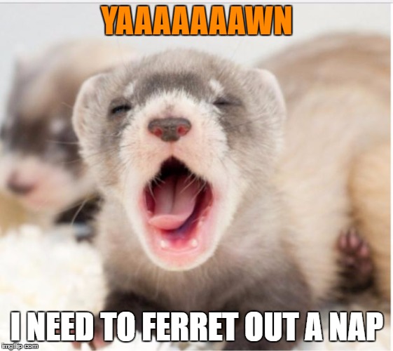 Ferret sleepy | YAAAAAAAWN; I NEED TO FERRET OUT A NAP | image tagged in ferret sleepy | made w/ Imgflip meme maker