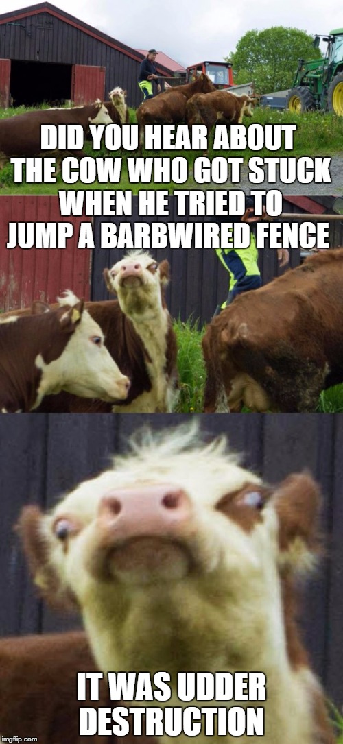 Bad pun cow  | DID YOU HEAR ABOUT THE COW WHO GOT STUCK WHEN HE TRIED TO JUMP A BARBWIRED FENCE; IT WAS UDDER DESTRUCTION | image tagged in bad pun cow | made w/ Imgflip meme maker