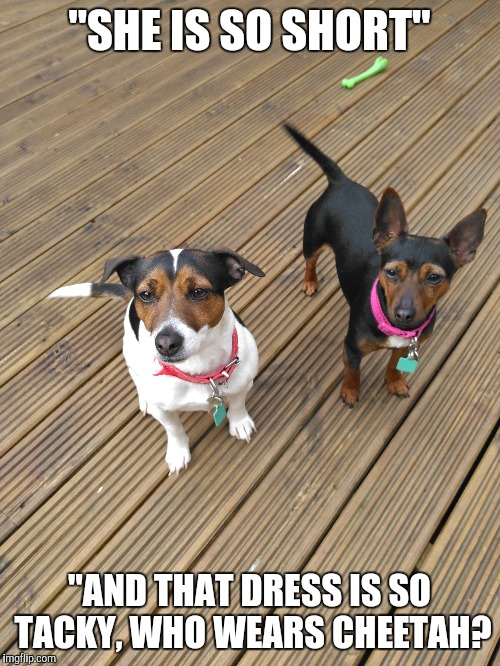 Judgemental Jack Russell's | "SHE IS SO SHORT"; "AND THAT DRESS IS SO TACKY, WHO WEARS CHEETAH? | image tagged in memes,dogs,funny,selfie,funny dogs,sass | made w/ Imgflip meme maker