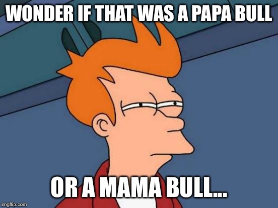 Futurama Fry Meme | WONDER IF THAT WAS A PAPA BULL OR A MAMA BULL... | image tagged in memes,futurama fry | made w/ Imgflip meme maker