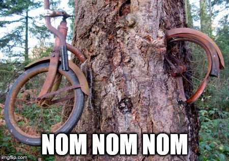 Eat Forrest eat... | NOM NOM NOM | image tagged in memes,eating tree,bike | made w/ Imgflip meme maker