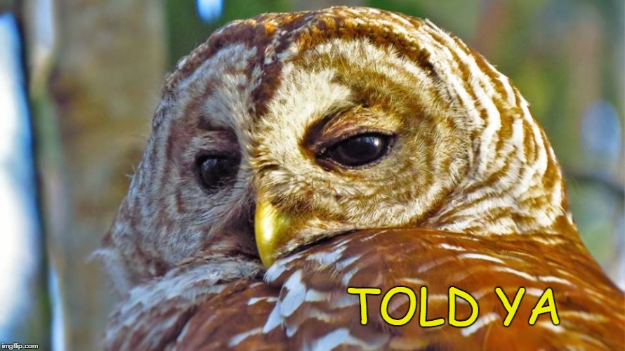 Told Ya Owl | TOLD YA | image tagged in memes,told ya,i told you,superior,didn't believe me | made w/ Imgflip meme maker