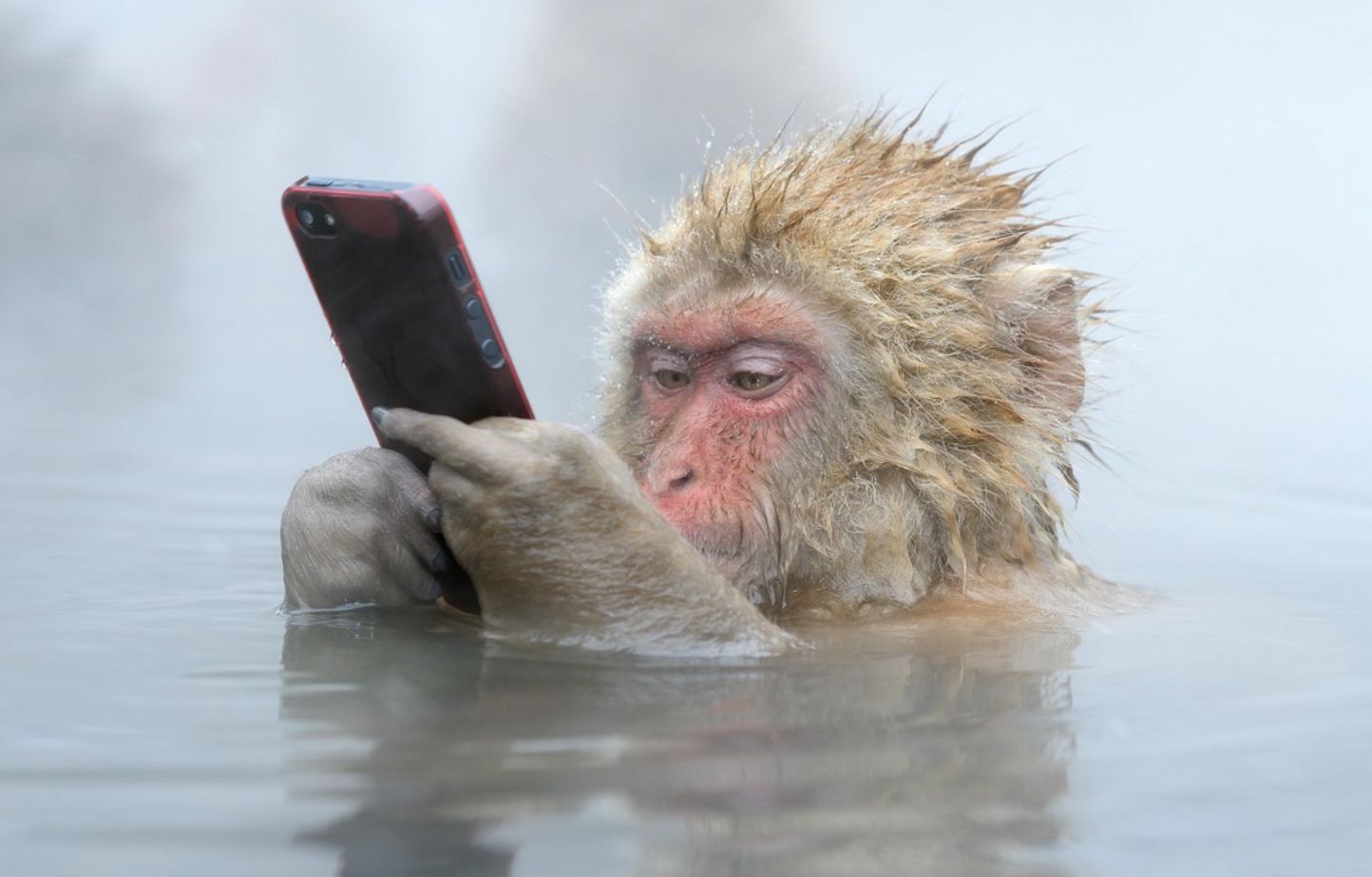 monkey in a hot tub with iphone Blank Meme Template