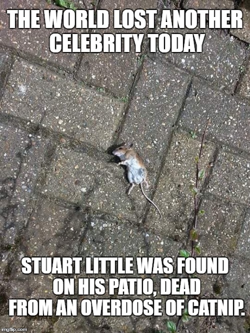 Celebrity deaths | THE WORLD LOST ANOTHER CELEBRITY TODAY; STUART LITTLE WAS FOUND ON HIS PATIO, DEAD FROM AN OVERDOSE OF CATNIP. | image tagged in stuart little,meme | made w/ Imgflip meme maker