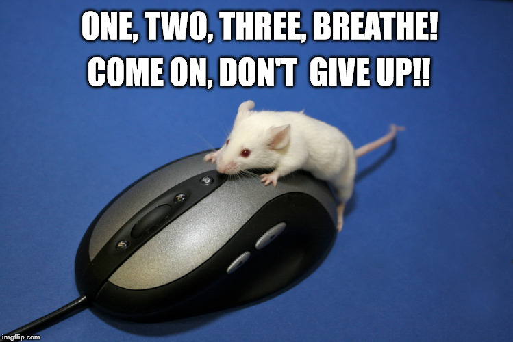 CPR Mouse | ONE, TWO, THREE, BREATHE! COME ON, DON'T  GIVE UP!! | image tagged in mouse | made w/ Imgflip meme maker