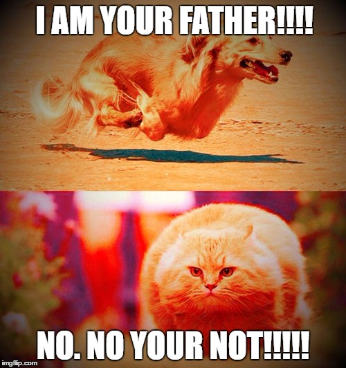 I AM YOUR FATHER!!!! NO. NO YOUR NOT!!!!! | image tagged in no stop just stop | made w/ Imgflip meme maker