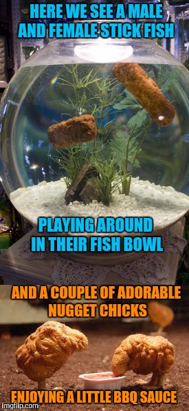 Ohhhhh aren't they just sooo cute! Nature is so amazing! | HERE WE SEE A MALE AND FEMALE STICK FISH; PLAYING AROUND IN THEIR FISH BOWL; AND A COUPLE OF ADORABLE NUGGET CHICKS; ENJOYING A LITTLE BBQ SAUCE | image tagged in memes,fish,chicken nuggets,nature | made w/ Imgflip meme maker