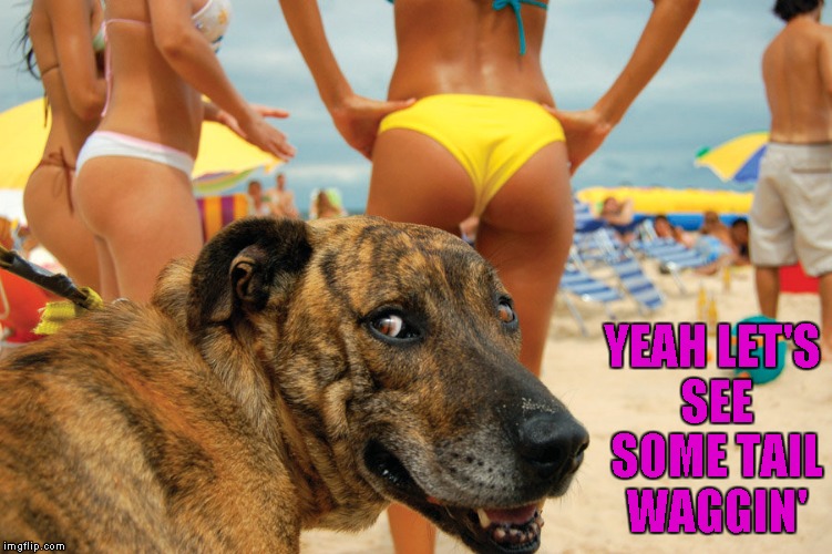 YEAH LET'S SEE SOME TAIL WAGGIN' | made w/ Imgflip meme maker