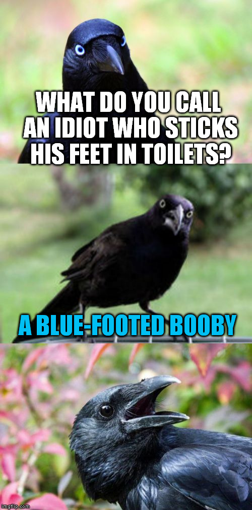 bird pun crow  >`) | WHAT DO YOU CALL AN IDIOT WHO STICKS HIS FEET IN TOILETS? A BLUE-FOOTED B00BY | image tagged in bad pun crow,bird pun crow,memes | made w/ Imgflip meme maker