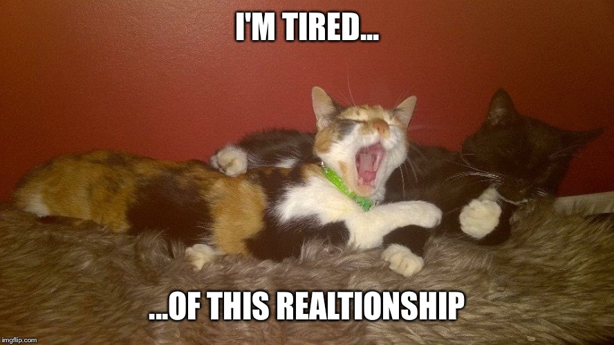 Realtionship problems | I'M TIRED... ...OF THIS REALTIONSHIP | image tagged in realationship,funny cats,goals,thestoat | made w/ Imgflip meme maker