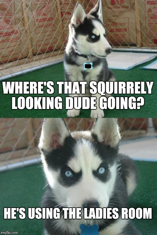 Insanity Puppy Meme | WHERE'S THAT SQUIRRELY LOOKING DUDE GOING? HE'S USING THE LADIES ROOM | image tagged in memes,insanity puppy | made w/ Imgflip meme maker