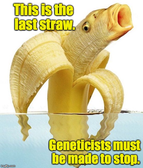I couldn't even begin to imagine what you would feed this thing. | This is the last straw. Geneticists must be made to stop. | image tagged in banana fish,genetics,banana,fish | made w/ Imgflip meme maker