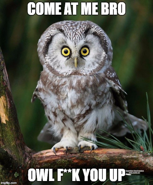 Owl | COME AT ME BRO; OWL F**K YOU UP | image tagged in owl | made w/ Imgflip meme maker