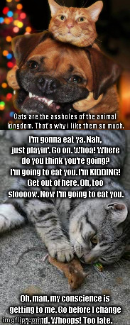 Why I like cats... | Cats are the assholes of the animal kingdom. That's why i like them so much. I'm gonna eat ya. Nah, just playin'. Go on. Whoa! Where do you think you're going? I'm going to eat you. I'm KIDDING! Get out of here. Oh, too sloooow. Now I'm going to eat you. Oh, man, my conscience is getting to me. Go before I change my mind. Whoops! Too late. | image tagged in funny,memes,cats,asshole | made w/ Imgflip meme maker