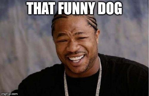 Yo Dawg Heard You Meme | THAT FUNNY DOG | image tagged in memes,yo dawg heard you | made w/ Imgflip meme maker