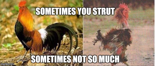 Rooster | SOMETIMES YOU STRUT; SOMETIMES NOT SO MUCH | image tagged in rooster | made w/ Imgflip meme maker