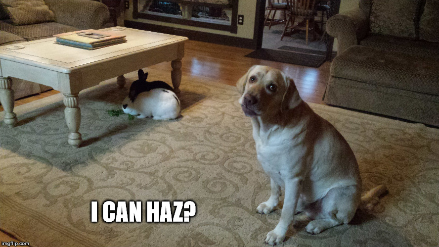 Brace of Coneys | I CAN HAZ? | image tagged in bunny humor | made w/ Imgflip meme maker