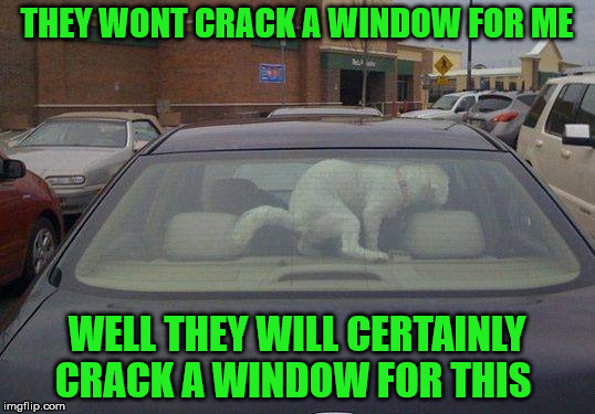 Fight the power little doggy | THEY WONT CRACK A WINDOW FOR ME; WELL THEY WILL CERTAINLY CRACK A WINDOW FOR THIS | image tagged in its a trap,advice doge | made w/ Imgflip meme maker