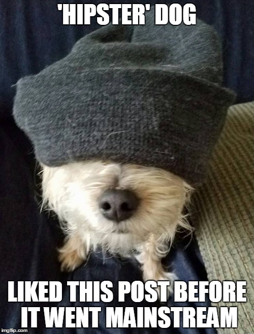 'Hipster' Dog | 'HIPSTER' DOG; LIKED THIS POST BEFORE IT WENT MAINSTREAM | image tagged in humor,hipster dog,hipsters | made w/ Imgflip meme maker