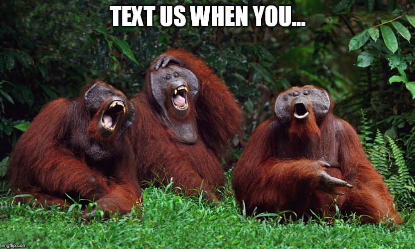 laughing orangutans | TEXT US WHEN YOU... | image tagged in laughing orangutans | made w/ Imgflip meme maker