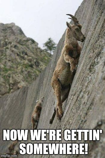 Mountain goats | NOW WE'RE GETTIN' SOMEWHERE! | image tagged in mountain goats | made w/ Imgflip meme maker