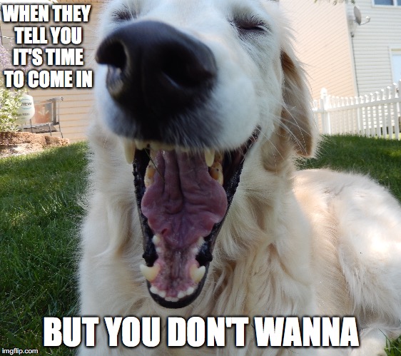 Don't wanna come in | WHEN THEY TELL YOU IT'S TIME TO COME IN; BUT YOU DON'T WANNA | image tagged in dog joke | made w/ Imgflip meme maker