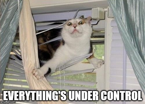 He knows what he's doing... | EVERYTHING'S UNDER CONTROL | image tagged in memes,cat,cats | made w/ Imgflip meme maker