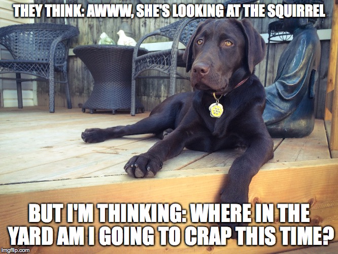 THEY THINK: AWWW, SHE'S LOOKING AT THE SQUIRREL; BUT I'M THINKING: WHERE IN THE YARD AM I GOING TO CRAP THIS TIME? | image tagged in dog thoughts | made w/ Imgflip meme maker