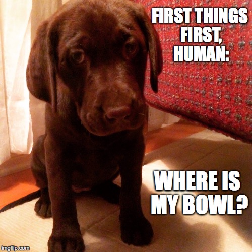 A Labrador's Priorities | FIRST THINGS FIRST, HUMAN:; WHERE IS MY BOWL? | image tagged in labrador,dog,puppy | made w/ Imgflip meme maker