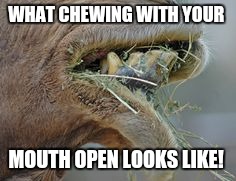 Chewing with your mouth open looks gross | WHAT CHEWING WITH YOUR; MOUTH OPEN LOOKS LIKE! | image tagged in chewing,camel,mouth | made w/ Imgflip meme maker