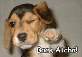 Back Atcha Dod | Back Atcha! | image tagged in memes,dog,back at you,back atcha,ditto,same to you | made w/ Imgflip meme maker