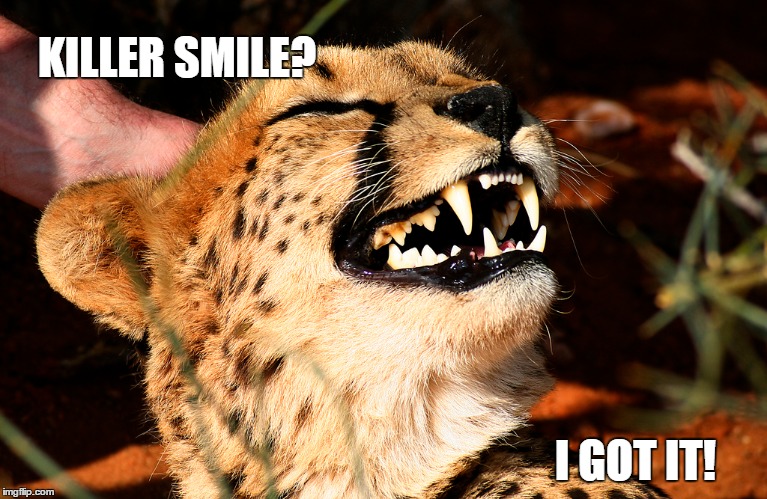 And I know how to use it! | KILLER SMILE? I GOT IT! | image tagged in animal meme,smiling cat,funny memes | made w/ Imgflip meme maker