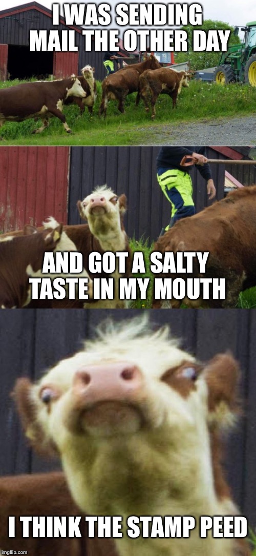 Bad pun cow  | I WAS SENDING MAIL THE OTHER DAY; AND GOT A SALTY TASTE IN MY MOUTH; I THINK THE STAMP PEED | image tagged in bad pun cow | made w/ Imgflip meme maker