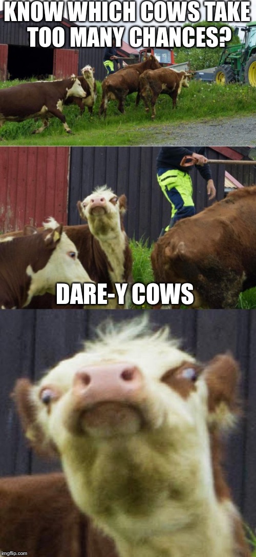 Bad pun cow  | KNOW WHICH COWS TAKE TOO MANY CHANCES? DARE-Y COWS | image tagged in bad pun cow | made w/ Imgflip meme maker