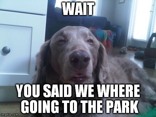 High Dog Meme | WAIT; YOU SAID WE WHERE GOING TO THE PARK | image tagged in memes,high dog | made w/ Imgflip meme maker