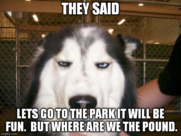 Annoyed Dog | THEY SAID; LETS GO TO THE PARK IT WILL BE FUN. 
BUT WHERE ARE WE THE POUND. | image tagged in annoyed dog | made w/ Imgflip meme maker