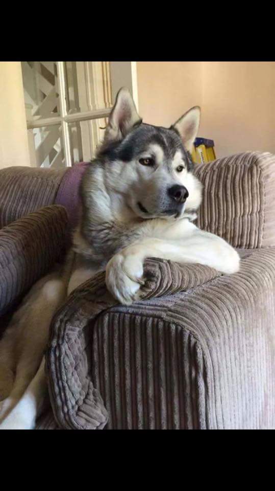 Dog on couch Blank Meme Template