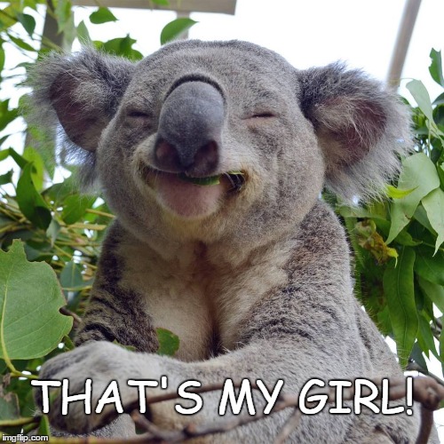 My Girl Koala | THAT'S MY GIRL! | image tagged in memes,that's my girl,koala,laughing koala,happy koala | made w/ Imgflip meme maker
