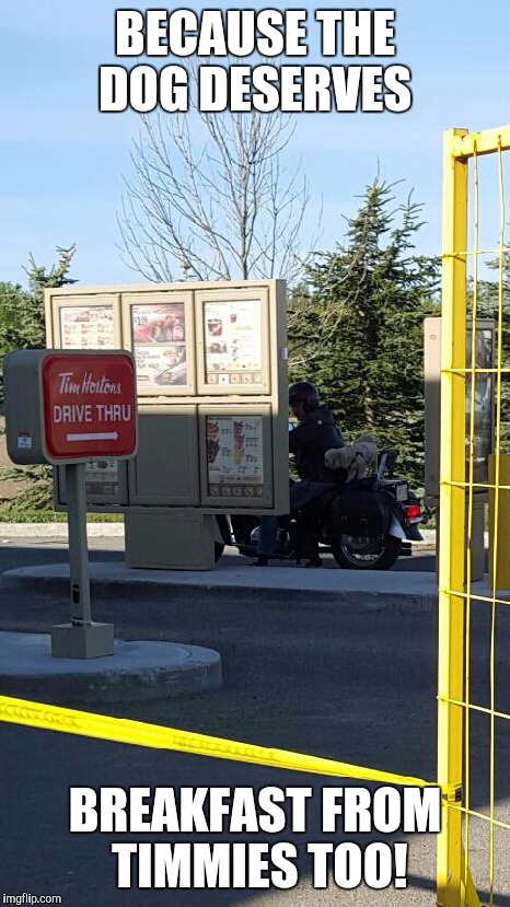 BECAUSE THE DOG DESERVES; BREAKFAST FROM TIMMIES TOO! | image tagged in timmies,tim hortons,dog,breakfast,funny,motorcycle | made w/ Imgflip meme maker