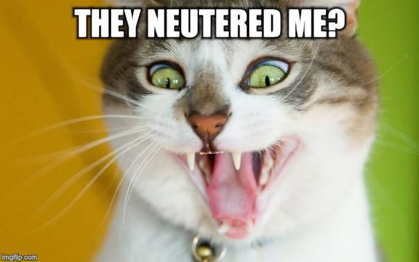 THEY NEUTERED ME? | made w/ Imgflip meme maker