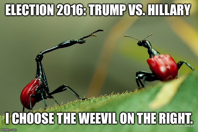 The lesser of evils |  ELECTION 2016: TRUMP VS. HILLARY; I CHOOSE THE WEEVIL ON THE RIGHT. | image tagged in donald trump | made w/ Imgflip meme maker