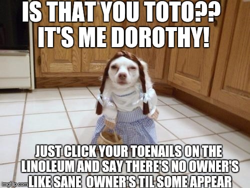 IS THAT YOU TOTO?? IT'S ME DOROTHY! JUST CLICK YOUR TOENAILS ON THE LINOLEUM AND SAY THERE'S NO OWNER'S LIKE SANE  OWNER'S TIL SOME APPEAR | made w/ Imgflip meme maker