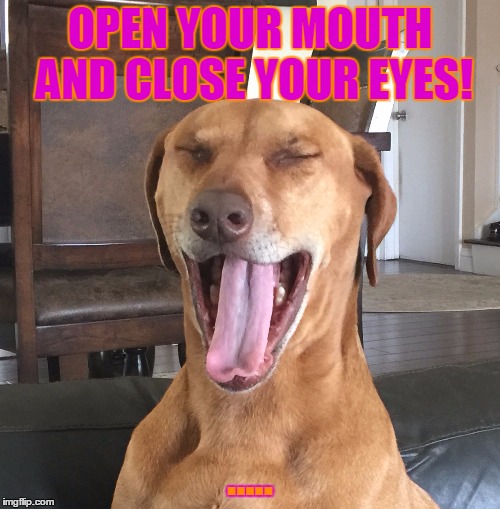 OPEN YOUR MOUTH AND CLOSE YOUR EYES! ..... | image tagged in dog,open your mouth,close your eyes | made w/ Imgflip meme maker