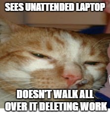 Good cat greg | SEES UNATTENDED LAPTOP; DOESN'T WALK ALL OVER IT DELETING WORK | image tagged in good guy greg | made w/ Imgflip meme maker