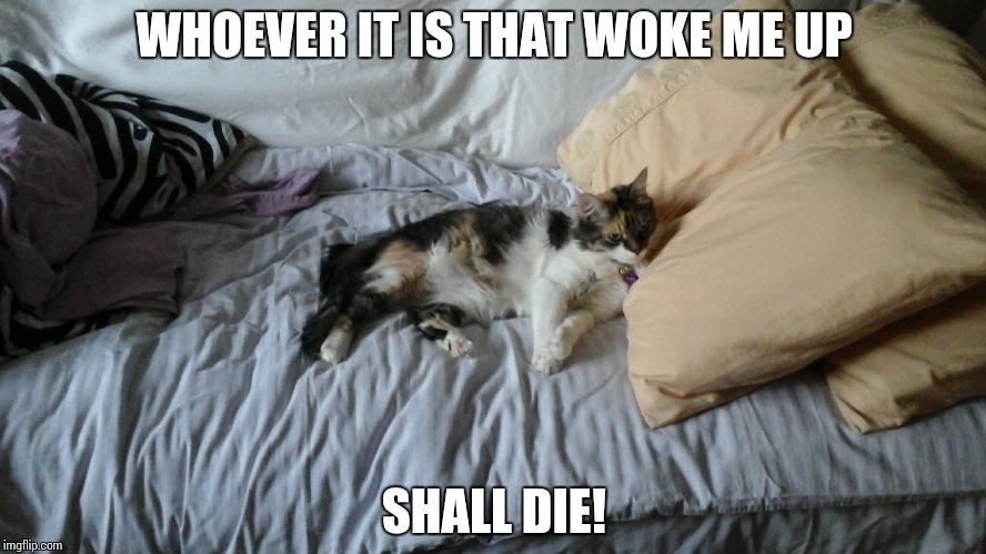 who dares waking me up? | WHOEVER IT IS THAT WOKE ME UP; SHALL DIE! | image tagged in cat meme | made w/ Imgflip meme maker
