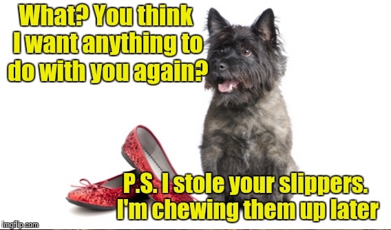 What? You think I want anything to do with you again? P.S. I stole your slippers. I'm chewing them up later | made w/ Imgflip meme maker