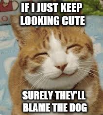 The dog did it | IF I JUST KEEP LOOKING CUTE; SURELY THEY'LL BLAME THE DOG | image tagged in happy cat | made w/ Imgflip meme maker