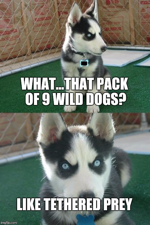 Wild | WHAT...THAT PACK OF 9 WILD DOGS? LIKE TETHERED PREY | image tagged in memes,insanity puppy | made w/ Imgflip meme maker